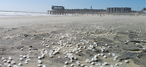 UKZN-Research-Proving-Relevant-Following-Plastic-Pellet-Spill-in-Durban-Harbour__